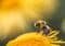 Bee collecting nectar on a bright yellow flower, close-up detail of its striped body and fuzzy wings.
