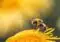 Bee collecting nectar on a bright yellow flower, close-up detail of its striped body and fuzzy wings.