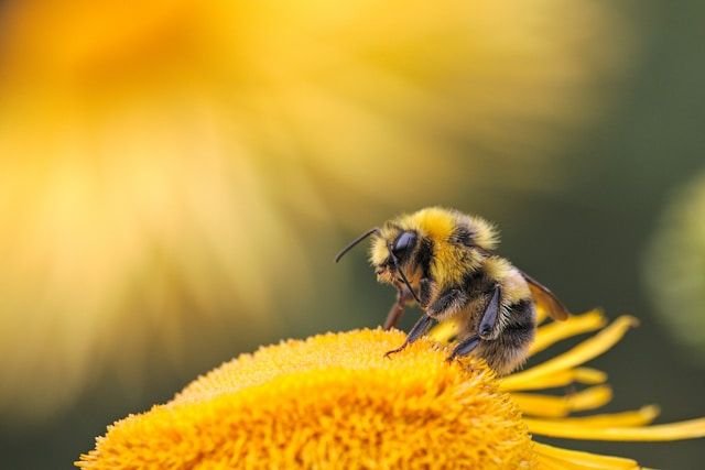 Bee collecting nectar on a bright yellow flower, close-up detail of its striped body and fuzzy wings.