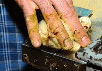 Adult hand gently restraining a fluffy yellow chick on a metal surface, showing the tiny bird’s beak and feet clearly.