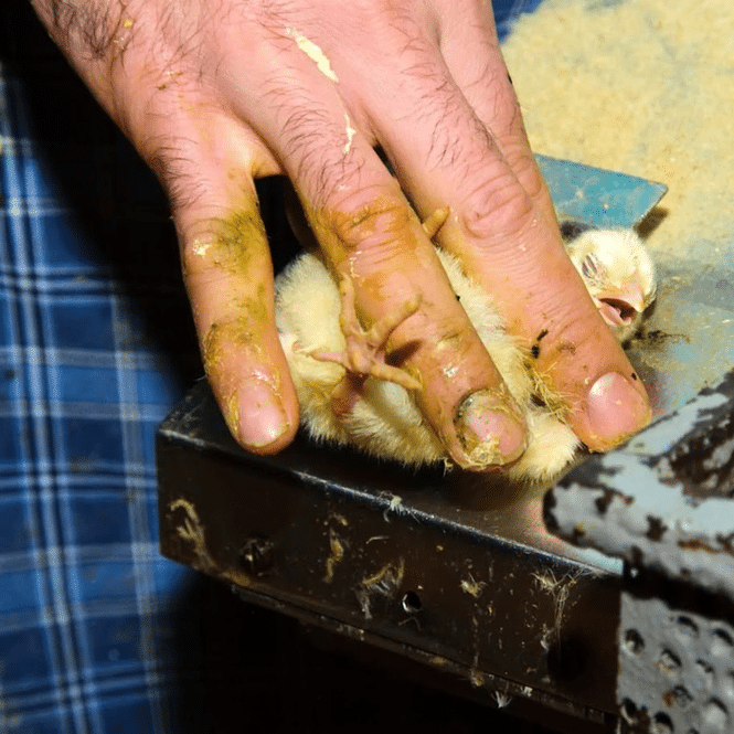 Adult hand gently restraining a fluffy yellow chick on a metal surface, showing the tiny bird’s beak and feet clearly.