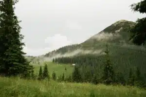 Mountain meadow with evergreen forest, low clouds, and a foggy hillside above a few distant buildings