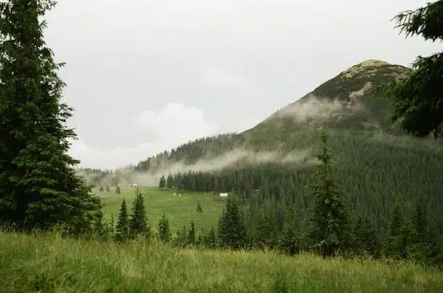Mountain meadow with evergreen forest, low clouds, and a foggy hillside above a few distant buildings