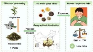 Effects of processing: original tea becomes processed tea with a downward orange arrow, indicating increased PCBs (? PCBs). Elements of tea processing equipment shown on the side.