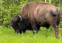 Adult bison grazing in a grassy field with a forest backdrop in the background, head down to feed.