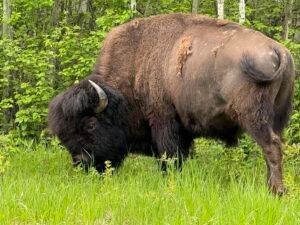 Adult bison grazing in a grassy field with a forest backdrop in the background, head down to feed.