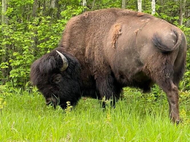 Adult bison grazing in a grassy field with a forest backdrop in the background, head down to feed.