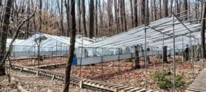 Glass greenhouses with metal frames set among bare trees in a forest, elevated walkways around them