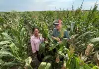 Two people stand in a dense cornfield, inspecting ears of corn among tall green plants.
