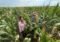 Two people stand in a dense cornfield, inspecting ears of corn among tall green plants.