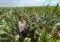Two people stand in a dense cornfield, inspecting ears of corn among tall green plants.