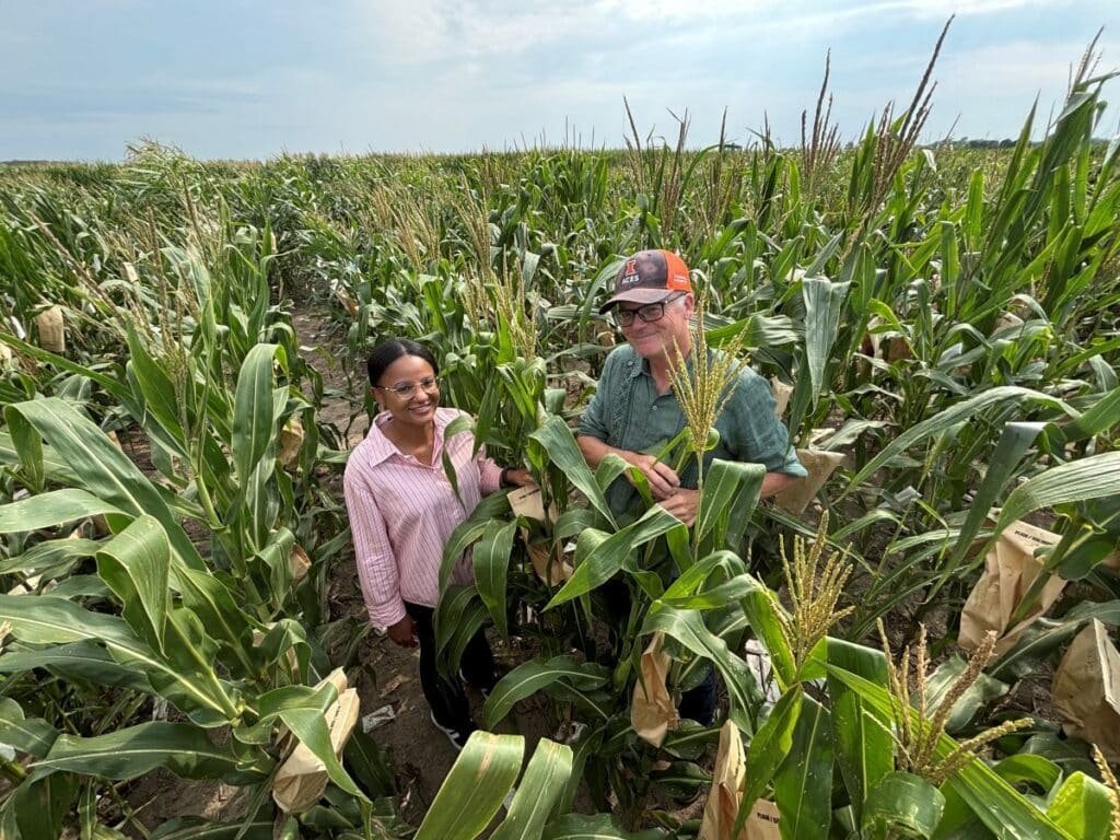 Two farmers in a cornfield examine the maize plants, with tassels and bags around the ears, under a cloudy sky.
