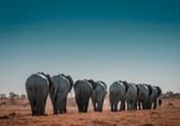 A herd of elephants walking away across a dry grassland under a clear blue sky, seen from behind.