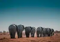 A herd of elephants walking away across a dry grassland under a clear blue sky, seen from behind.