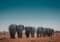 A herd of elephants walking away across a dry grassland under a clear blue sky, seen from behind.