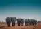 A herd of elephants walking away across a dry grassland under a clear blue sky, seen from behind.