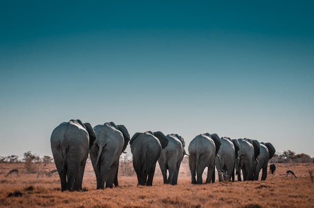 A herd of elephants walking away across a dry grassland under a clear blue sky, seen from behind.