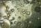 Bubbles of varying sizes suspended in a cloudy liquid with greenish-gray tones.