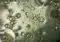 Bubbles of varying sizes suspended in a cloudy liquid with greenish-gray tones.