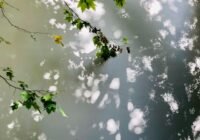 Overhanging branches with green leaves above a calm pond, showing dappled light reflections on the water surface.