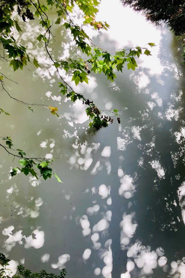 Overhanging branches with green leaves above a calm pond, showing dappled light reflections on the water surface.