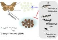 Infographic on volatile-mediated defence in exposed moth eggs: an oak silkworm female oviposits brown eggs, nearby green eggs at center, parasitoid wasps (Anastatus japonicus, Mesocomys spp., Ooencyrtus kuvanae) attack the eggs, with 2-ethyl-1-hexanol shown as the chemical signal.”