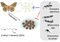 Infographic on volatile-mediated defence in exposed moth eggs: an oak silkworm female oviposits brown eggs, nearby green eggs at center, parasitoid wasps (Anastatus japonicus, Mesocomys spp., Ooencyrtus kuvanae) attack the eggs, with 2-ethyl-1-hexanol shown as the chemical signal.”