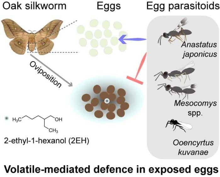 Abb. 1: Eier der Eichen-Seidenraupe Antheraea pernyi sind mit der flüchtigen Verbindung 2-Ethyl-1-hexanol (2EH) assoziiert, die Eiparasitoide abwehrt und erfolgreichen Parasitismus reduziert. Die Ergebnisse zeigen einen flüchtigen Abwehrmechanismus in exponierten Insekteneiern.Kredit
Hai-Xia Zhan, Lian-Sheng Zang