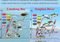 Two-panel infographic comparing organophosphate esters (OPEs) bioaccumulation in Liadong Bay and Songhua River, with TL axis, fish icons, and color-coded OPE labels (TPP, TBOP, TCPP, TEHP, TCEP, TDlCIPP, TBEP). Arrows indicate trophic transfer.