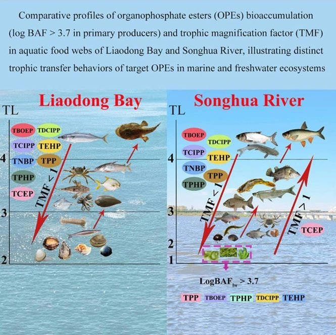 Two-panel infographic comparing organophosphate esters (OPEs) bioaccumulation in Liadong Bay and Songhua River, with TL axis, fish icons, and color-coded OPE labels (TPP, TBOP, TCPP, TEHP, TCEP, TDlCIPP, TBEP). Arrows indicate trophic transfer.