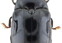 Der Neue: Lissomus arawak. Credits: J. Pirkl