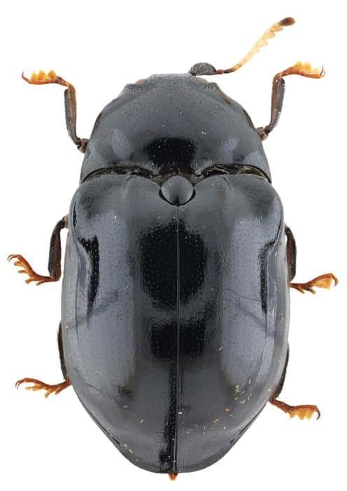 Der Neue: Lissomus arawak. Credits: J. Pirkl