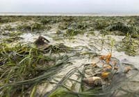 Unterwasserwiese des Seegrases Zostera Capensis in Südafrika. Credits: Sophia von der Heyden
