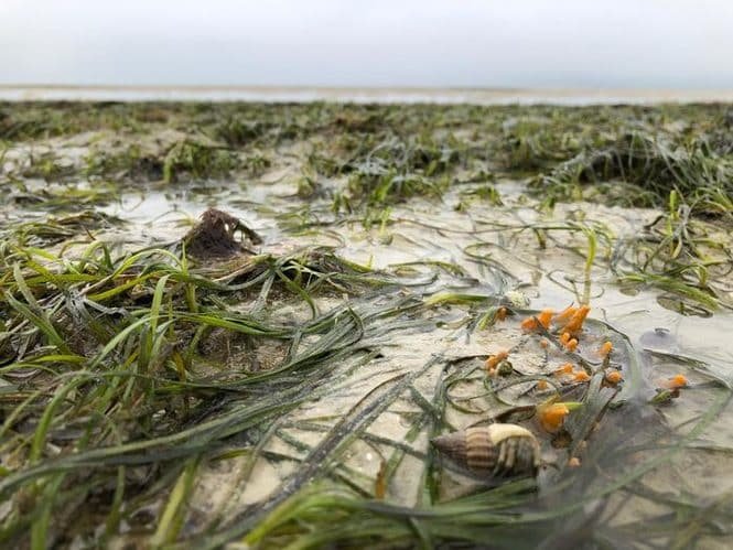 Unterwasserwiese des Seegrases Zostera Capensis in Südafrika. Credits: Sophia von der Heyden