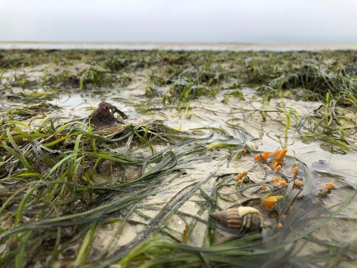 Unterwasserwiese des Seegrases Zostera Capensis in Südafrika. Credits: Sophia von der Heyden