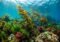 Underwater scene of a vibrant kelp forest and colorful coral reef with small fish swimming among seaweed between sunlit blue waters.