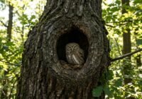 Owl perched inside a dark tree hollow, surrounded by rough bark in a sunlit forest edge.