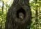 Owl perched inside a dark tree hollow, surrounded by rough bark in a sunlit forest edge.