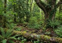 Dense green forest with a mossy log across the ground, ferns, and several small birds perched on branches.