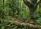 Dense green forest with a mossy log across the ground, ferns, and several small birds perched on branches.