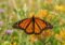 Monarch butterfly with orange and black wings perched on bright orange wildflowers in a sunny meadow area.