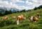 Cows grazing on a green hillside with wildflowers, a fence, and distant mountains.