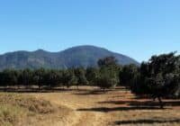 Rows of trees in a dry field with distant hills and a clear blue sky behind, suggesting an orchard near mountains.