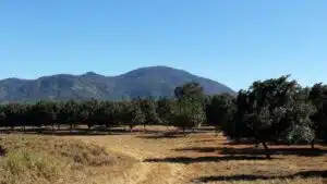 Rows of trees in a dry field with distant hills and a clear blue sky behind, suggesting an orchard near mountains.