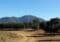 Rows of trees in a dry field with distant hills and a clear blue sky behind, suggesting an orchard near mountains.