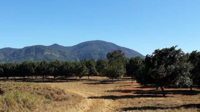 Rows of trees in a dry field with distant hills and a clear blue sky behind, suggesting an orchard near mountains.