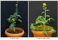 Two potted Brassica rapa varieties shown side by side: left is var. toria with a tall flowering stalk; right is var. yellow sarson with broader leaves.