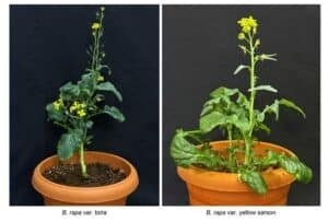 Two potted Brassica rapa varieties shown side by side: left is var. toria with a tall flowering stalk; right is var. yellow sarson with broader leaves.