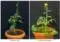 Two potted Brassica rapa varieties shown side by side: left is var. toria with a tall flowering stalk; right is var. yellow sarson with broader leaves.