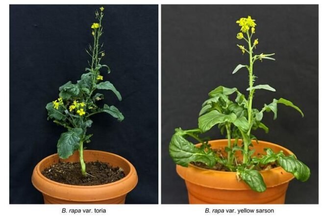 Two potted Brassica rapa varieties shown side by side: left is var. toria with a tall flowering stalk; right is var. yellow sarson with broader leaves.